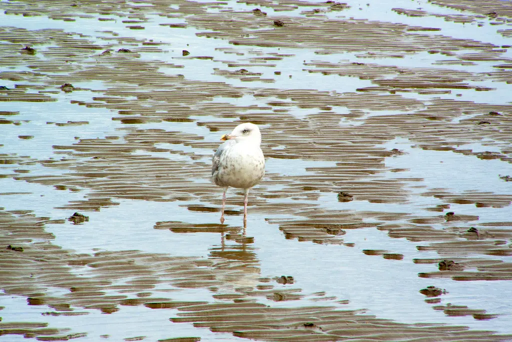 15236743397_17e8c0e55f_b