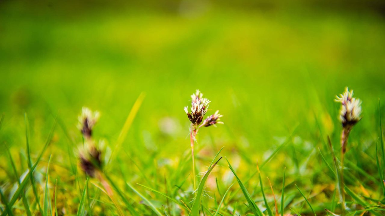 _dsc4541_15236526350_o